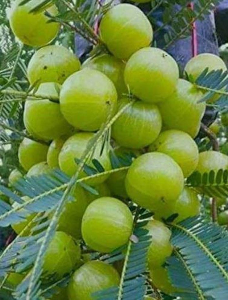 Organic Amla Plant - Dwarf Indian Gooseberry - 10-12 Inch - Emblica officinalis - Easy to Grow, Harvest Annually