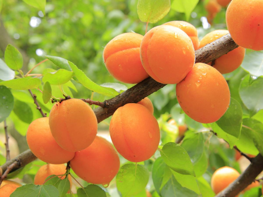 6 Manchurian Apricot Unrooted Cuttings (Prunus armeniaca) Organic Hardwood Scion Wood - Ideal for Grafting, Apricot Tree Propagation