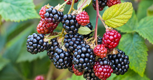 5 Ebony King Blackberry Scion Unrooted Cuttings (Rubus fruticosus), 8-10 Inches, Perfect for Rooting or Grafting, Hardy Fruit Plant