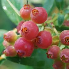 3 Florida Rose Blueberry Plants - Vaccinium virgatum | Rabbiteye Starter Plants | Pink Edible Fruit for Gardens & Landscapes