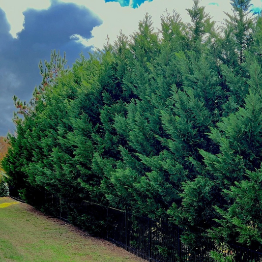 5 Leyland Cypress Trees - 12–24” Starter Plants | Fast-Growing Evergreen | Live Bare Root Trees for Privacy, Landscape & Windbreaks