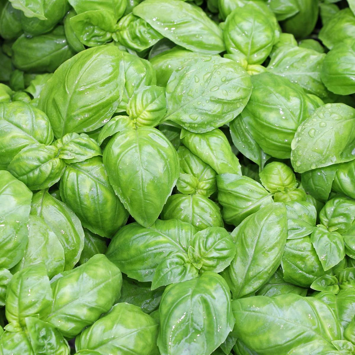 700 Basil Genovese Seeds for Planting - Ocimum basilicum - Fresh Italian Herb for Cooking, Pesto, Mediterranean Dishes, Easy to Grow
