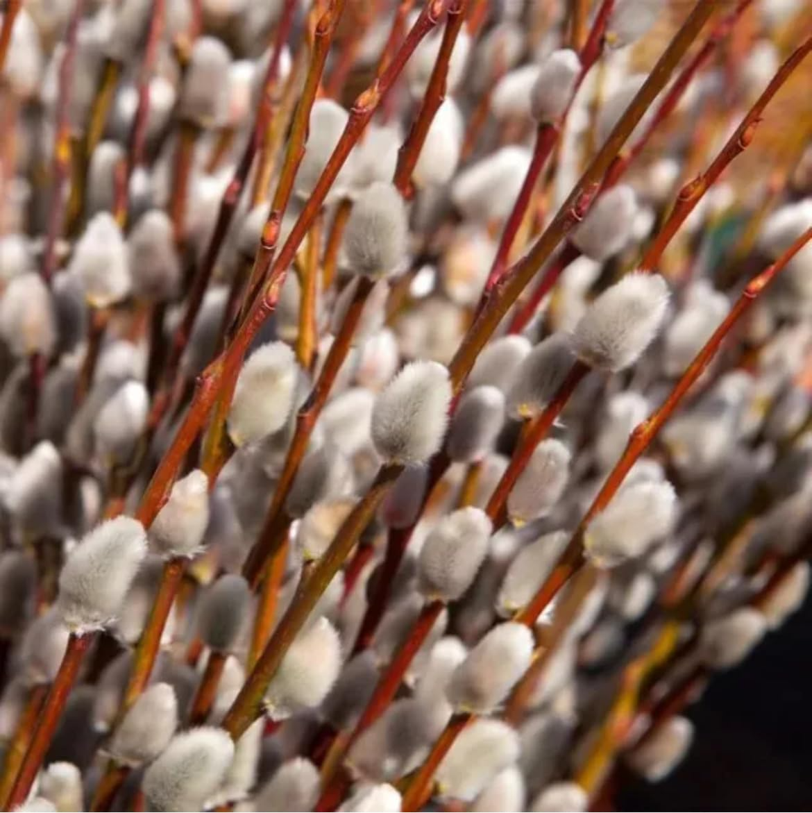 3 French Pussy Willow Shrubs - Salix caprea | 1–2 ft Tall Bare Root | 1–2 Year Old Live Plants for Landscapes & Spring Blooms