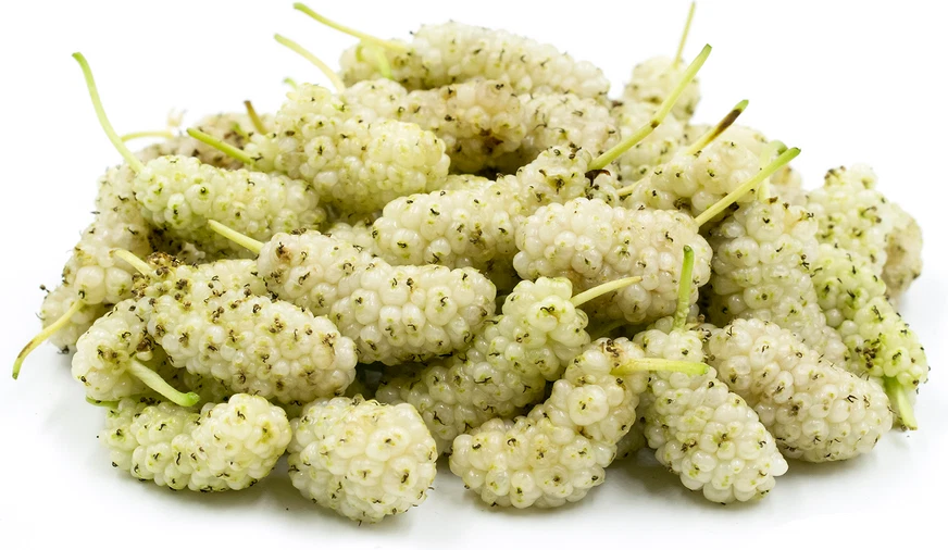 Pakistan White Mulberry Cuttings (10) - Morus alba - 6-8" Grafting/Rooting - Zones 5-9