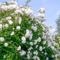 4 Iceberg Rose Unrooted Cuttings - Easy to Root, Rosa 'Iceberg', White Blooms, Perfect for Propagation, Garden or Landscape