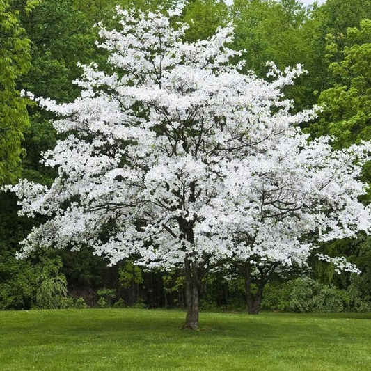 5 White Dogwood Trees - Cornus florida | 12–24” Tall Bare Root Live Trees | Native Flowering Tree for Spring Color & Landscaping