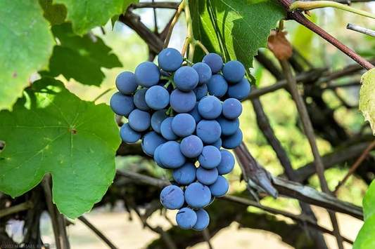 12 Organic Concord Grape Cuttings - Unrooted, 6 Inches Long for Rooting, Grape Vines, Vitis labrusca, Home Vineyard, Grape Growing Starter