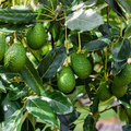 4 Pcs Combo Scions Bacon & Fuerte Avocado Tree Unrooted Cuttings, 2 PCS of Each Variety, Grafting, Home Garden, Fruit Tree, Grow Avocados