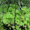 1 Creeping Charlie Friendship Plant - Live Plant, Pilea Nummulariifolia, Ground Cover, Easy Care, Indoor Outdoor, Unique Trailing Vine