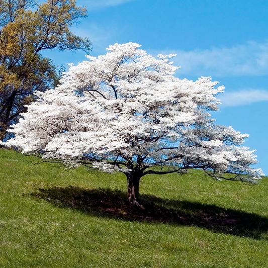6 Unrooted Cuttings WHITE Dogwood Tree Heirloom (Cornus florida) - 6 Inches, Ornamental Tree, Hardy, Perfect for Gardens & Landscaping