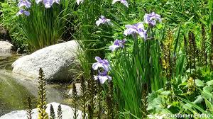 3 Crested Dwarf Iris Plants - Bare Root (Iris cristata) | Organic Perennial Wildflower | Shade-Loving Ground Cover