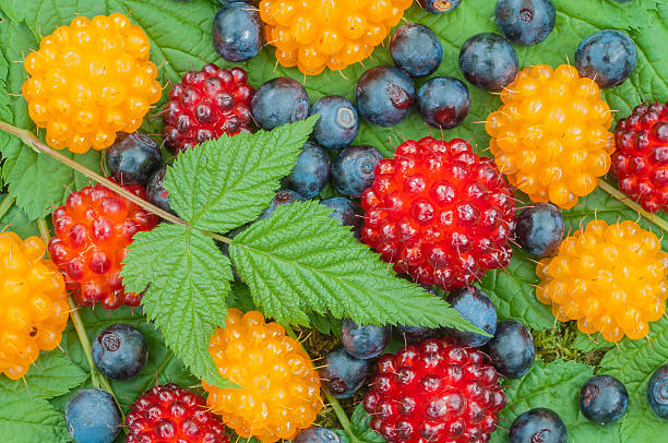 5 Salmonberry Rooted Cuttings 4-5" | Rubus spectabilis, Edible Berry, Native Shrub, Fruit Bush, Hardy Perennial, Gardening, Landscaping
