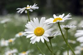 200+ White Painted Daisy Seeds – Crisp White Blooms with Yellow Centers for Garden Planting, Pollinator-Friendly Perennials – USA