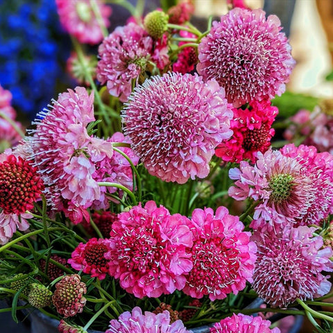 200 Seeds Scabiosa IMPERIAL MIX - Tall Double Pincushion Flower, Dried Everlasting, Non-GMO, Perfect for Cut Flowers - Scabiosa atropurpurea