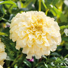50 Seeds African Marigold Moonlight 18-24" Double Blooms - Non-GMO, Bee-Friendly, Bright Yellow Flowers, Perfect for Gardens & Landscapes