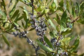 2 Live Bare Root Plants Bayberry Bushes, Morella cerifera, Hardy Shrubs for Privacy & Landscaping