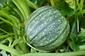 1 Gram Seeds Summer Squash Round Zucchini – Cucurbita pepo | Heirloom Vegetable for Planting, Gardening & Fresh Harvests