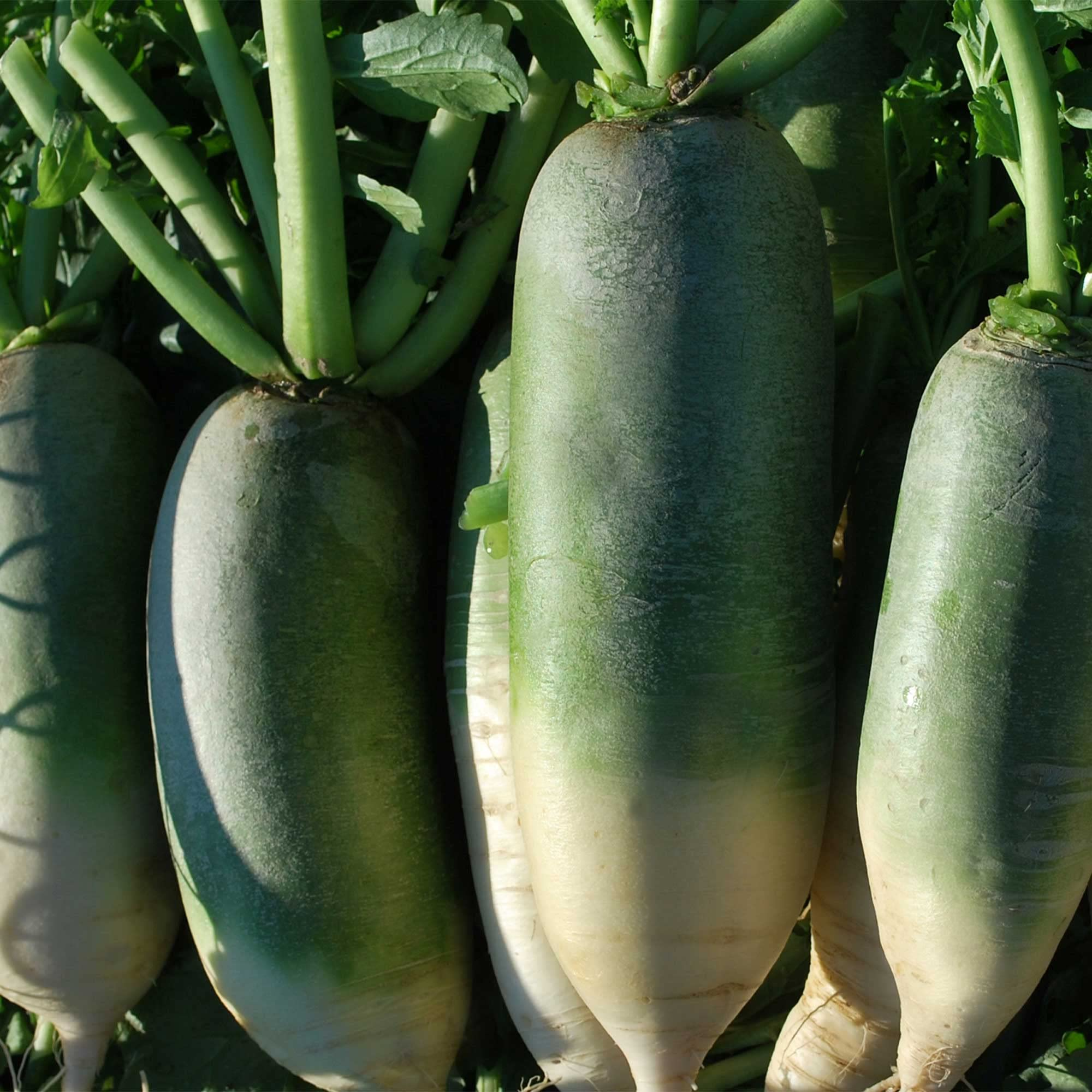 500+ Green Luobo Improved Radish Seeds – Heirloom, Crisp & Sweet Asian Variety