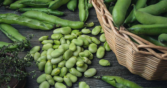 5 Seeds Fava Bean - Vicia faba | Heirloom Bean for Planting, Gardening & Culinary Use | Nutrient-Rich, Versatile Legume