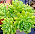 5 Live Plant Cuttings Sedum ‘Alice Evans’ Succulent | Stonecrop Variety | Compact Growth & Creamy Green Foliage