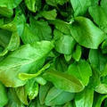 250 mg Seeds Large Leaf Sorrel – Rumex acetosa Herb for Planting | Perennial Garden Greens, Tart Flavor, Easy to Grow