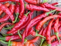 300mg Hot Cayenne Red Long Pepper Seeds Capsicum annuum | Non-GMO, Spicy Chili, Perfect for Drying, Hot Sauces, and Fresh Cooking
