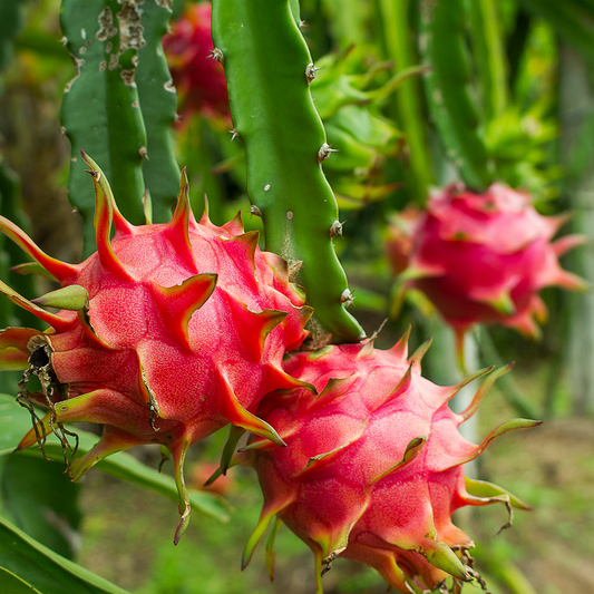 3 American Beauty Dragon Fruit Unrooted Cuttings 8-10", Self Pollinating (Hylocereus undatus), Edible Fruit Cactus, Grow Your Own Pitaya