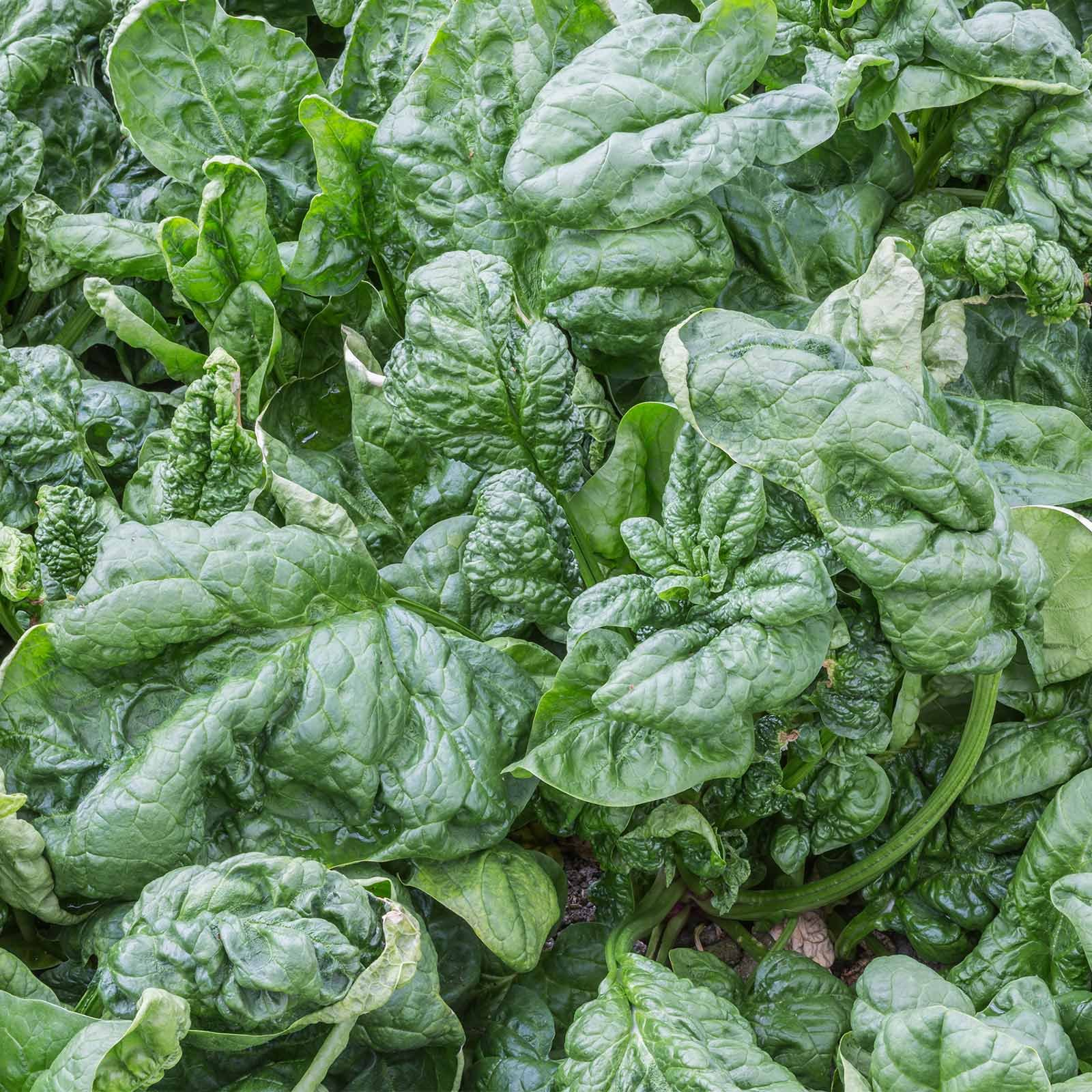 1 Gram Seeds Spinach Bloomsdale Long Standing – Spinacia oleracea | Heirloom Vegetable Seeds for Planting & Gardening