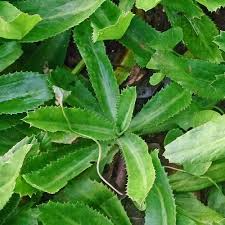100mg Culantro Seeds Eryngium foetidum Ngo Gai Vietnamese Recao for Planting | Heirloom Herb for Cooking and Garnishing
