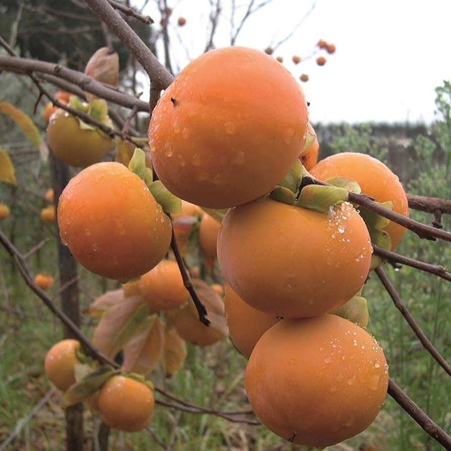 5 Japanese Persimmon Seeds (Diospyros kaki) - Edible Fruit Tree, Sweet, Nutritious Fruit for Garden or Orchard - Non-GMO, Easy to Grow