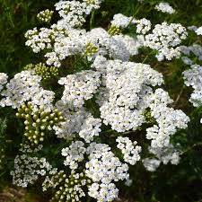 2500 Seeds White Yarrow, Achillea Millefolium, Hardy Perennial Wildflower for Pollinator Gardens