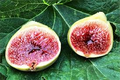 3 White Adriatic Fig Tree Unrooted Cuttings | Ficus carica | Rare, Sweet White Fruit, Easy to Grow, for Propagation, Indoor/Outdoor Tree