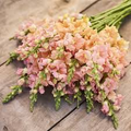 Chantilly Light Salmon Snapdragon Seeds (Antirrhinum majus) | 1000+ Seeds | Tall, Peachy-Salmon Blooms for Garden & Cut Flowers