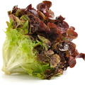 700 Seeds Red Romaine Lettuce – Lactuca sativa | Heirloom Lettuce Seeds for Planting, Gardening & Fresh, Vibrant Harvests