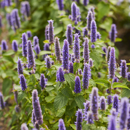 300 Seeds Hyssop (Hyssopus officinalis) – Aromatic Herb, Culinary Use, Easy to Grow