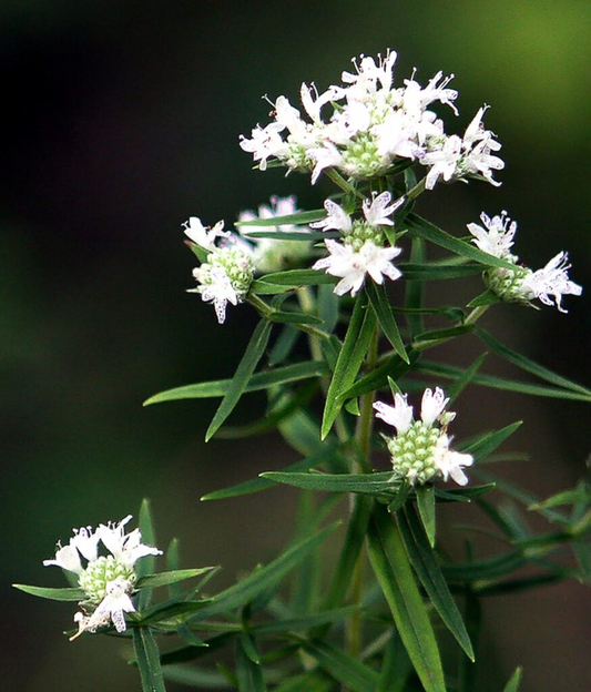 30mg Mountain Mint Herb Seeds | Pycnanthemum spp. Aromatic Perennial | Pollinator-Friendly & Medicinal Herb