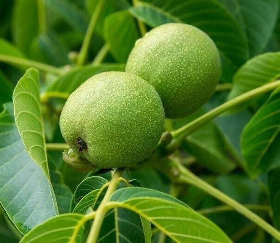 2 Black Walnut Trees Bare Root Live Plants, 2ft Tall, Juglans nigra, Nut-Producing Shade Trees