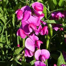 50+ Bridget McAleer Sweet Pea Seeds – Fragrant Pink & White Blooms for Garden Planting, Climbing Vines for Trellises – USA