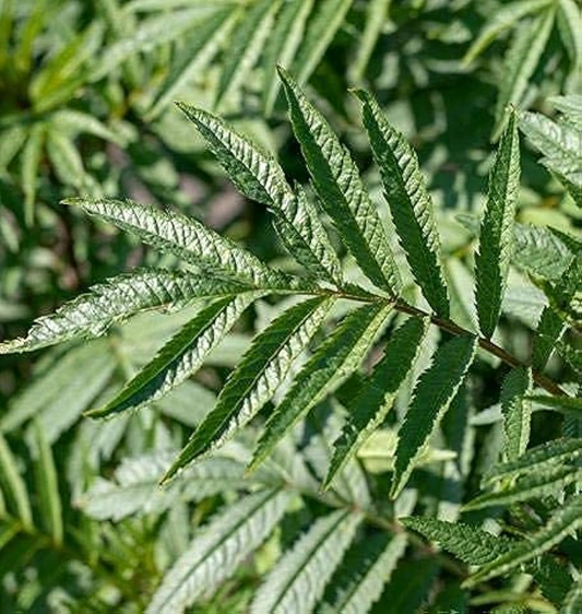 100 Black Mint Huacatay Seeds for Planting - Peruvian Herb, Tagetes minuta, Aromatic Herb for Cooking, Easy to Grow