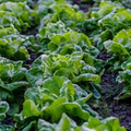 Bronze Mignonette Butterhead Lettuce Seeds – 1g for Planting, Heirloom Variety, Tender & Sweet, Cold Hardy, High Yield, Garden Container
