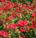 25 Seeds Four O’Clock Bi-Color – Mirabilis jalapa – Heirloom Non-GMO Annual or Perennial – Hummingbird & Pollinator Favorite