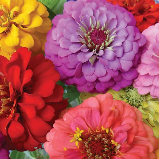 200 Seeds Zinnia ORIOLE Double Orange, Non-GMO, Attracts Songbirds, Butterflies & Hummingbirds, Vibrant Blooms, Easy to Grow, Garden Flowers