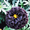 25+ Hybrid Black Marigold Seeds - Unique Dark Blooms - Easy to Grow Annual Flower for Gardens, Borders, Pollinators & Landscaping