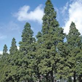 1 Dawn Redwood Tree Metasequoia glyptostroboides - Live Bare Root Plant 12"-14" for Zones 4-8