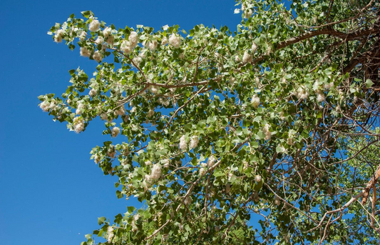 1 Live Plant Bare Root Cottonwood Tree 1-2 Feet, Populus deltoides, Super Fast-Growing Shade Tree