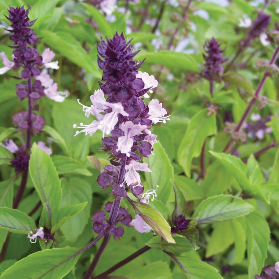 300 Seeds Cinnamon Basil, Ocimum Basilicum, Aromatic Herb with Spicy-Sweet Cinnamon Flavor
