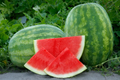 50+ Secretariat Seedless Watermelon Seeds – USA Grown, Non-GMO, Juicy & Sweet, Garden Fruit Starter –