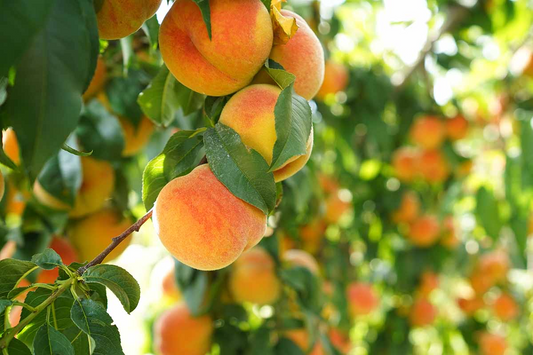 7 Live Cuttings 6" Prunus Persica California Peach | Sweet Fruit Tree Plant, Easy to Grow, Home Orchard, Juicy Peaches