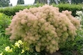 1 Young Lady Pink Smoke Bush | Compact Cotinus Starter Plant | Smoky Pink Blooms