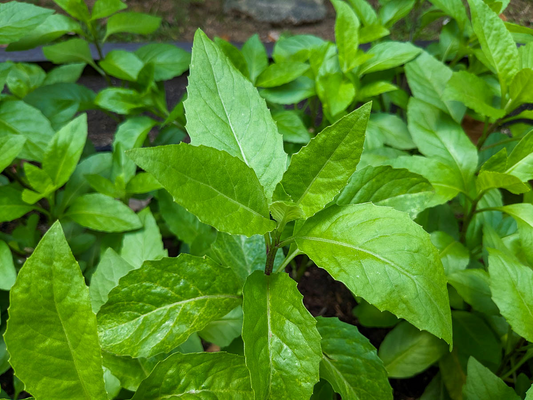 8 Fresh Cuttings – Gynura Procumbens (Longevity Spinach) | Easy-to-Grow Edible Perennial | Nutritious Superfood